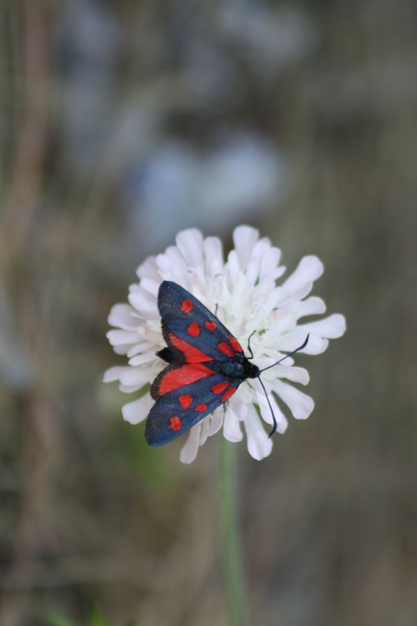 Zygaena lonicerae?